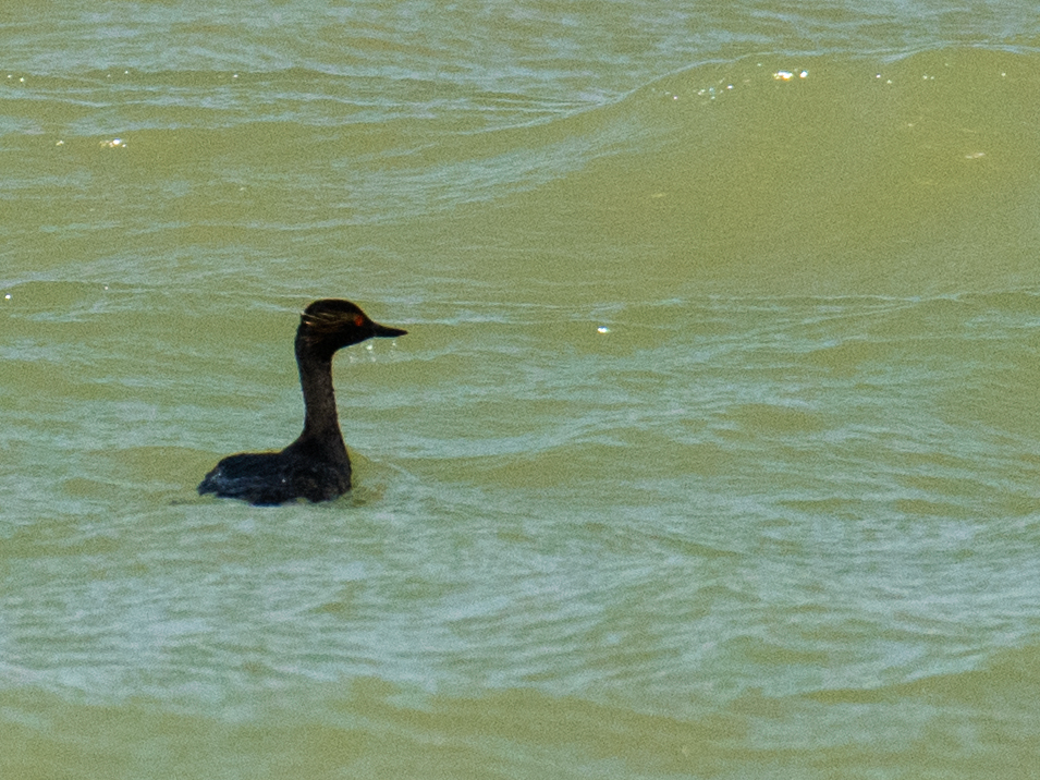 Black-necked Grebe/Eared Grebe